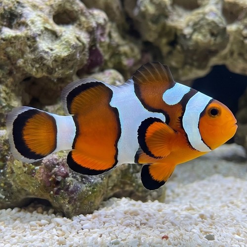 Snowflake Ocellaris Clownfish DaVinci - Captive Bred Grade B