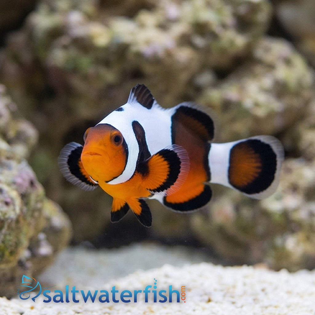 Snowflake Ocellaris Clownfish DaVinci Black - Captive Bred Grade B