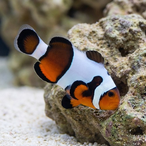 Snowflake Ocellaris Clownfish DaVinci Black - Captive Bred Grade B
