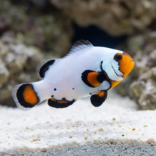 Flurry Snowflake Clownfish - Captive Bred