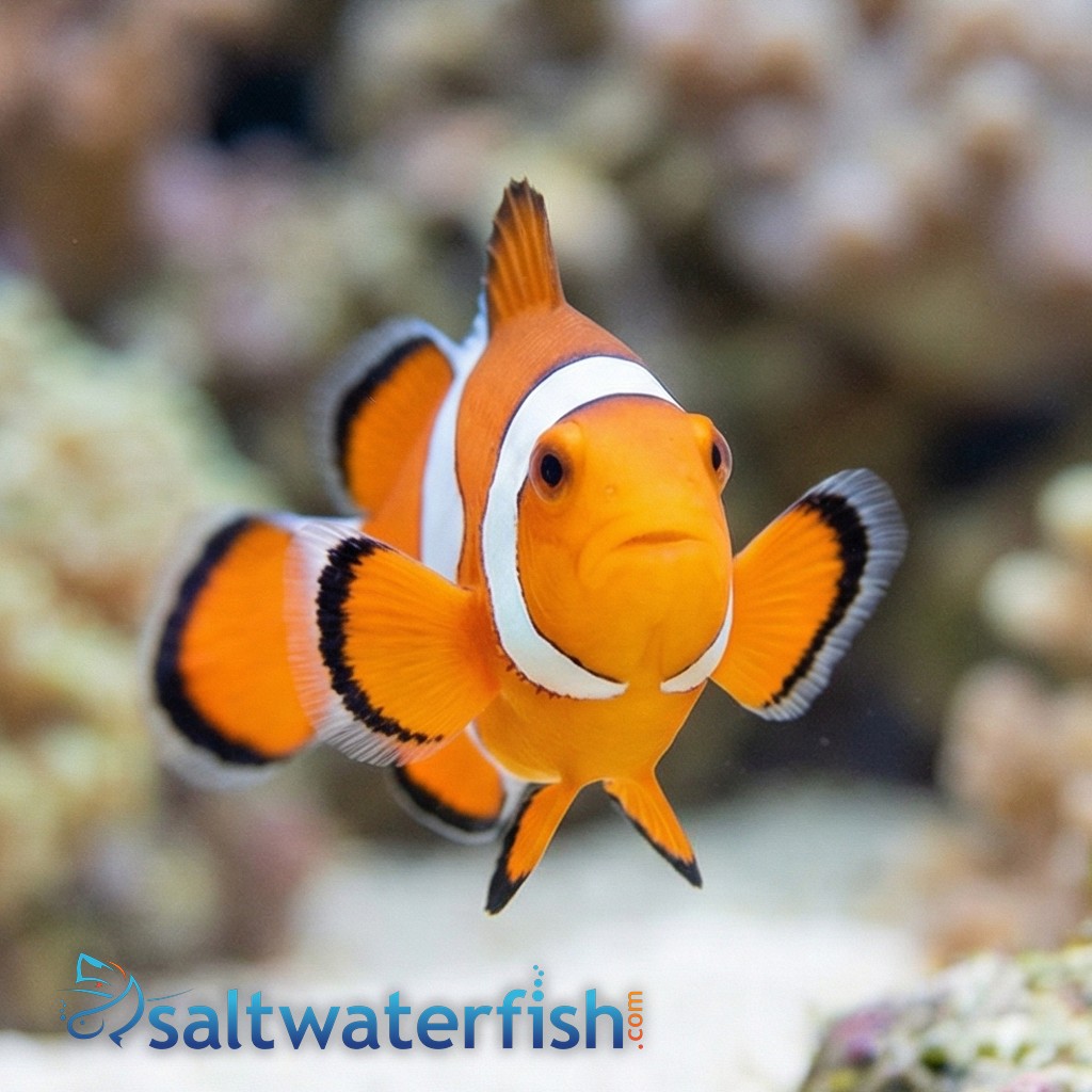 Ocellaris Clownfish