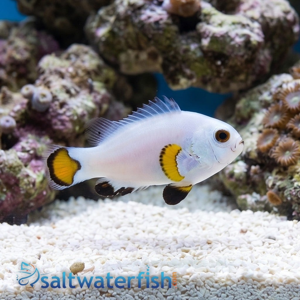 Ice Storm Clownfish - Captive Bred