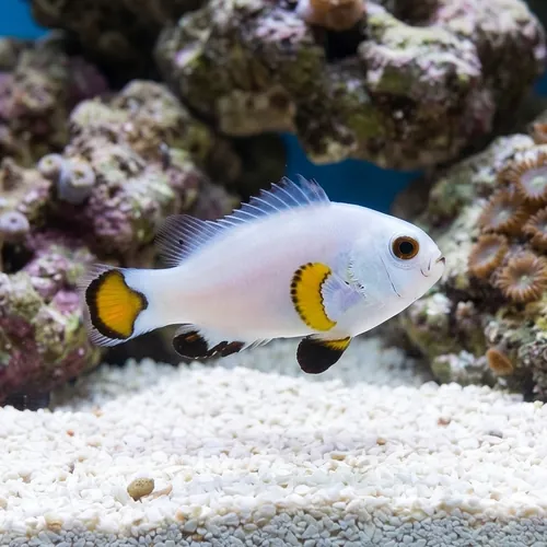 Ice Storm Clownfish - Captive Bred