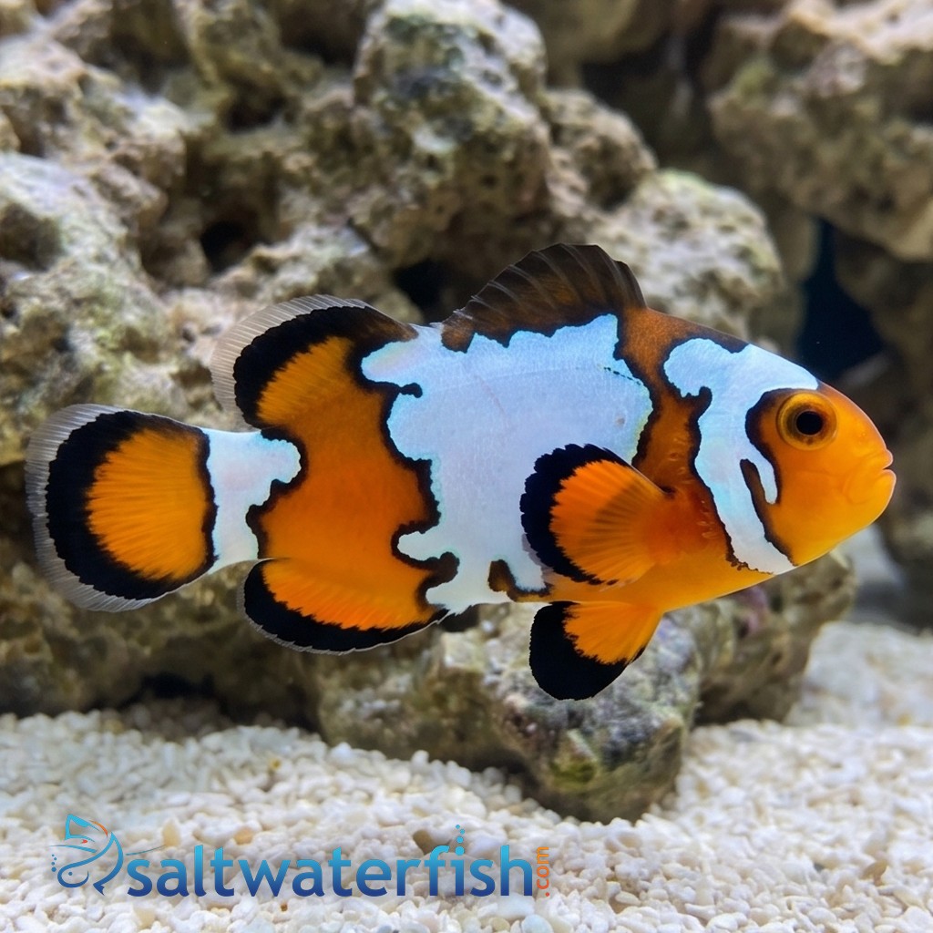 Black Ice Snowflake - Captive Bred - Grade A