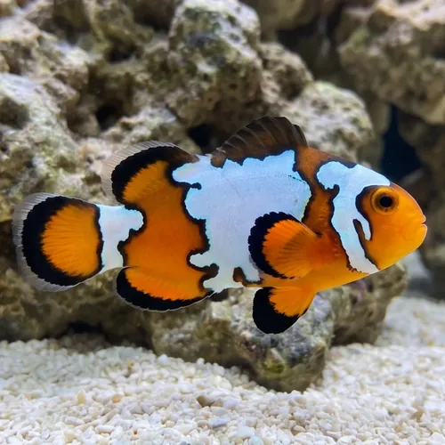 Black Ice Snowflake - Captive Bred - Grade A