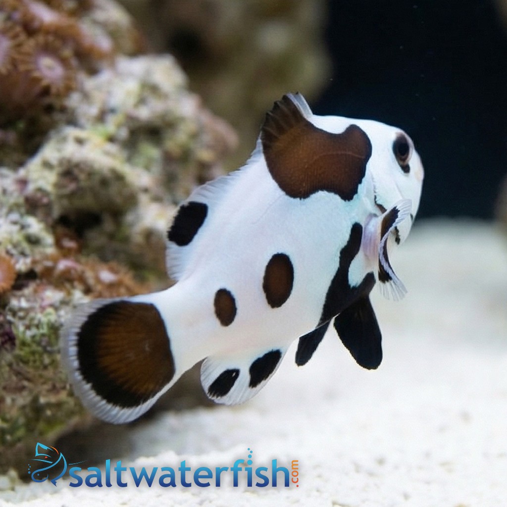 Black Storm Clownfish