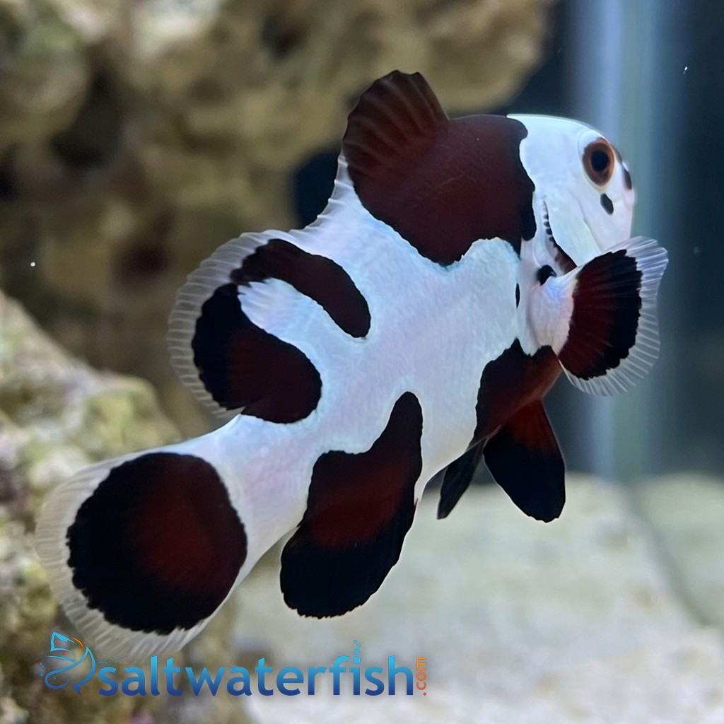 Mocha Storm Clownfish