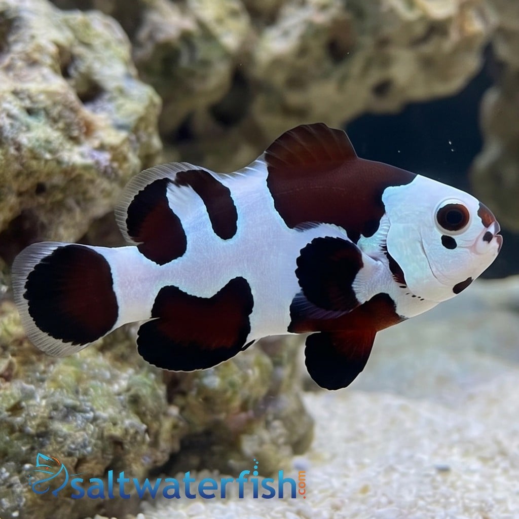 Mocha Storm Clownfish