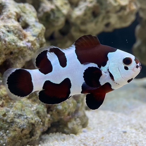 Mocha Storm Clownfish