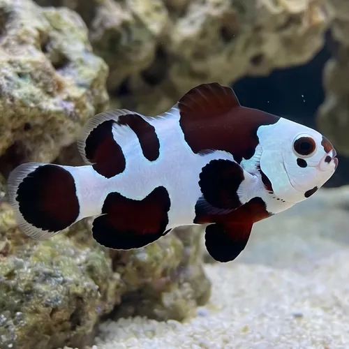 Mocha Storm Clownfish