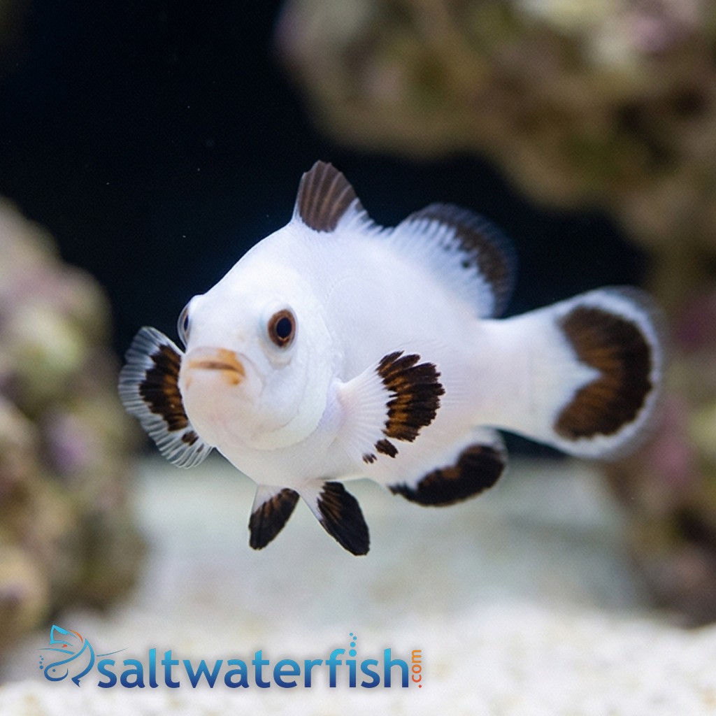 Platinum Storm Clownfish