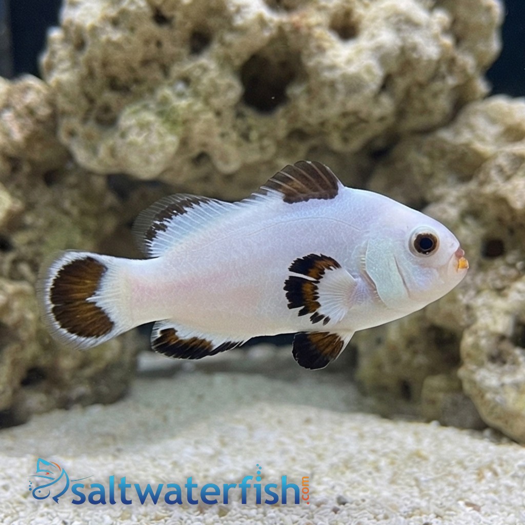 Platinum Storm Clownfish