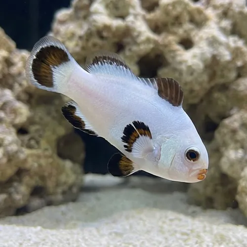 Platinum Storm Clownfish