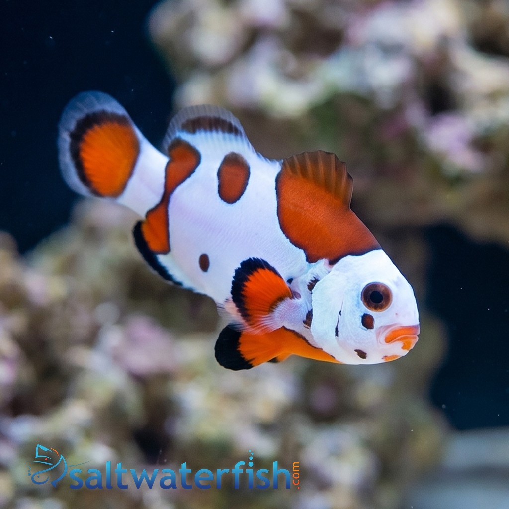 Orange Storm Clownfish