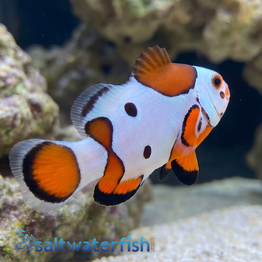 Orange Storm Clownfish
