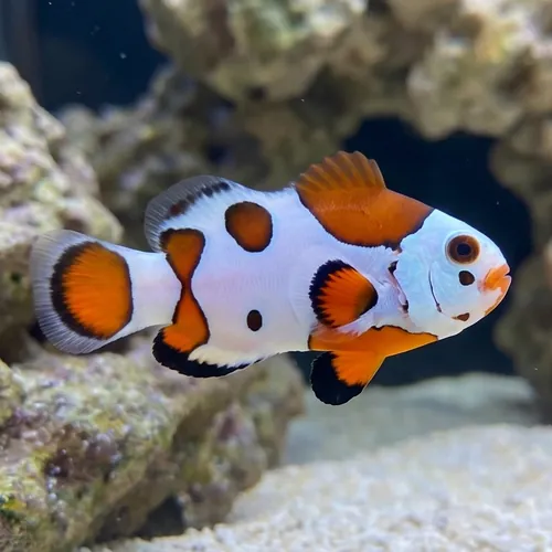 Orange Storm Clownfish