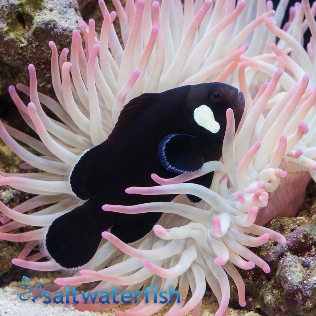 Domino Clownfish - Captive Bred