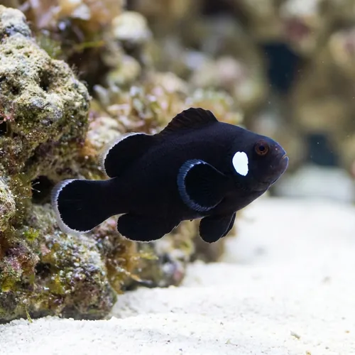 Domino Clownfish - Captive Bred