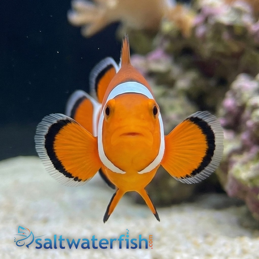 False Percula Ocellaris Clownfish - Captive Bred