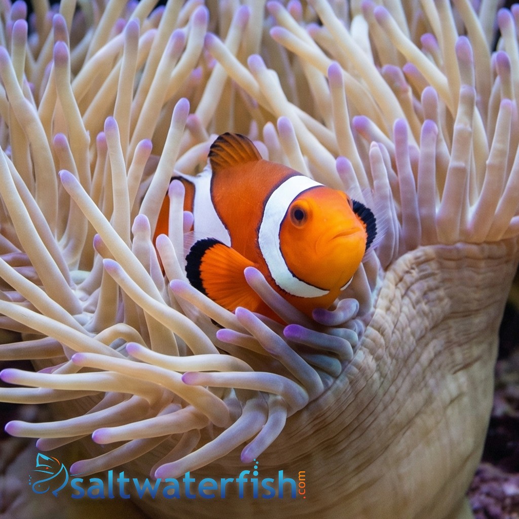 False Percula Ocellaris Clownfish - Captive Bred