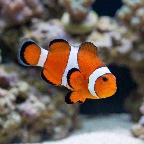 False Percula Ocellaris Clownfish - Captive Bred