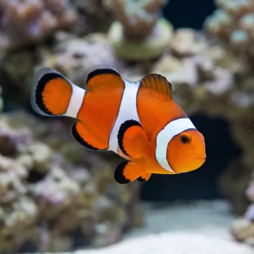 False Percula Ocellaris Clownfish - Captive Bred