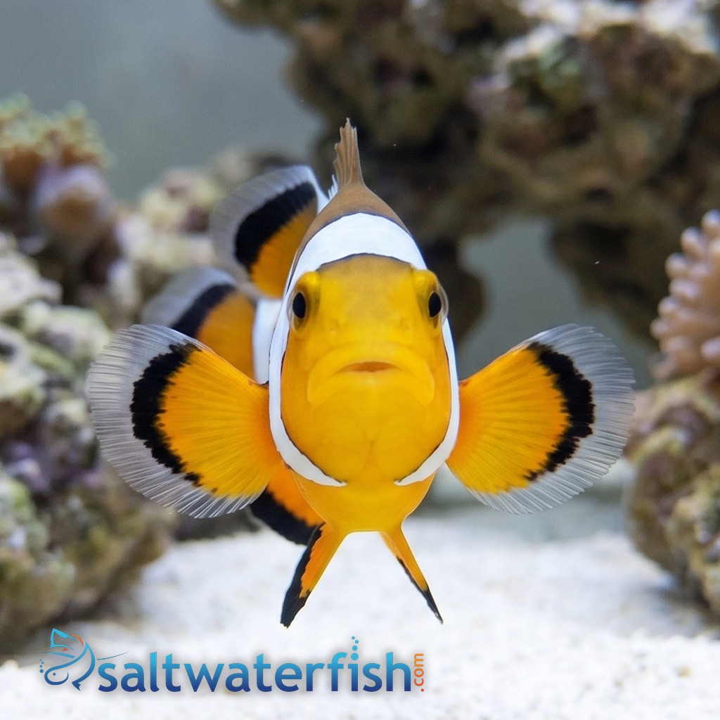Ocellaris, Black Ice Longfin : Captive Bred