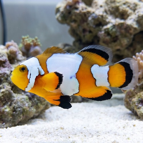 Ocellaris, Black Ice Longfin : Captive Bred
