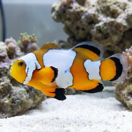Ocellaris, Black Ice Longfin : Captive Bred