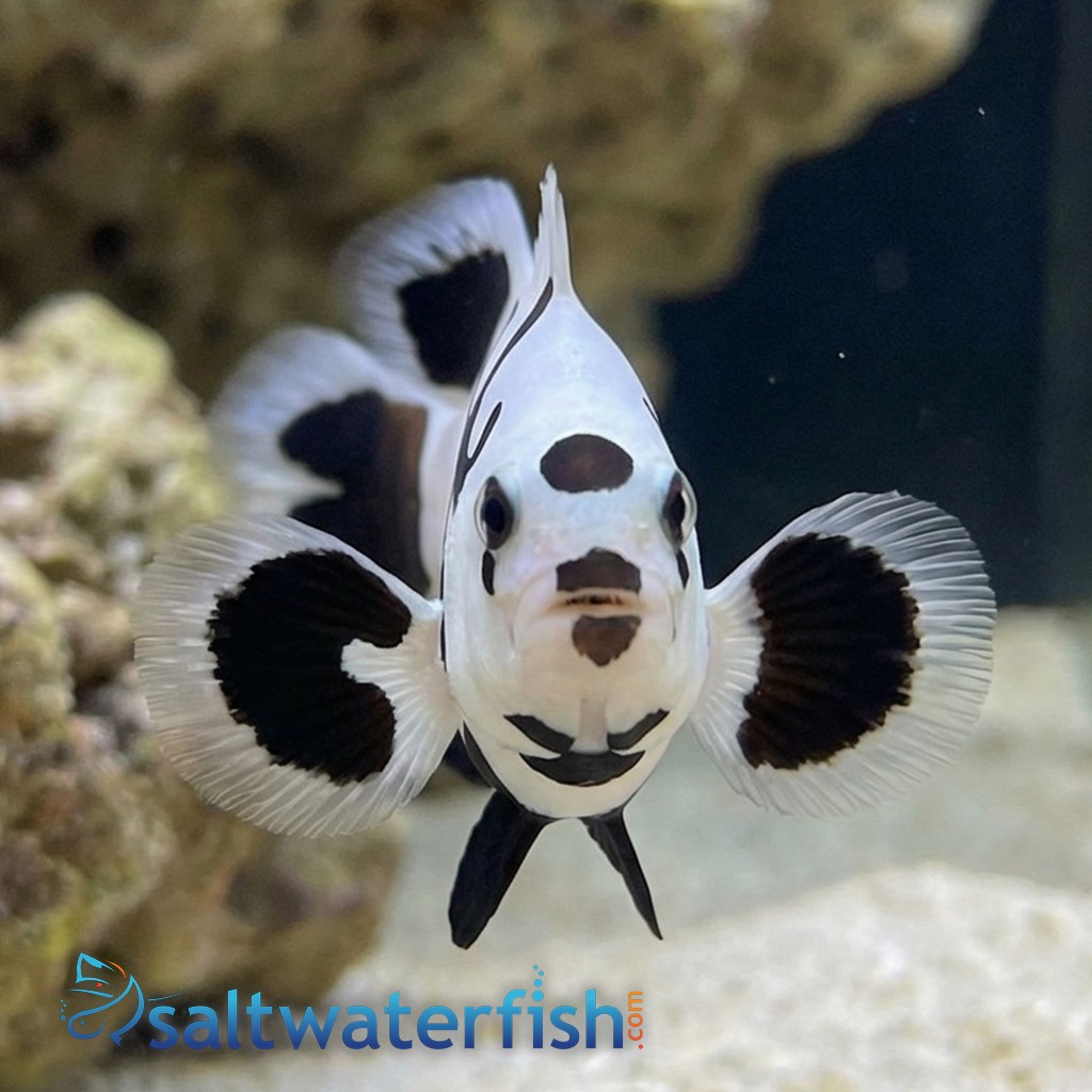 Longfin Black Storm Clownfish - Captive Bred