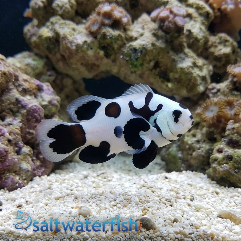 Longfin Black Storm Clownfish - Captive Bred