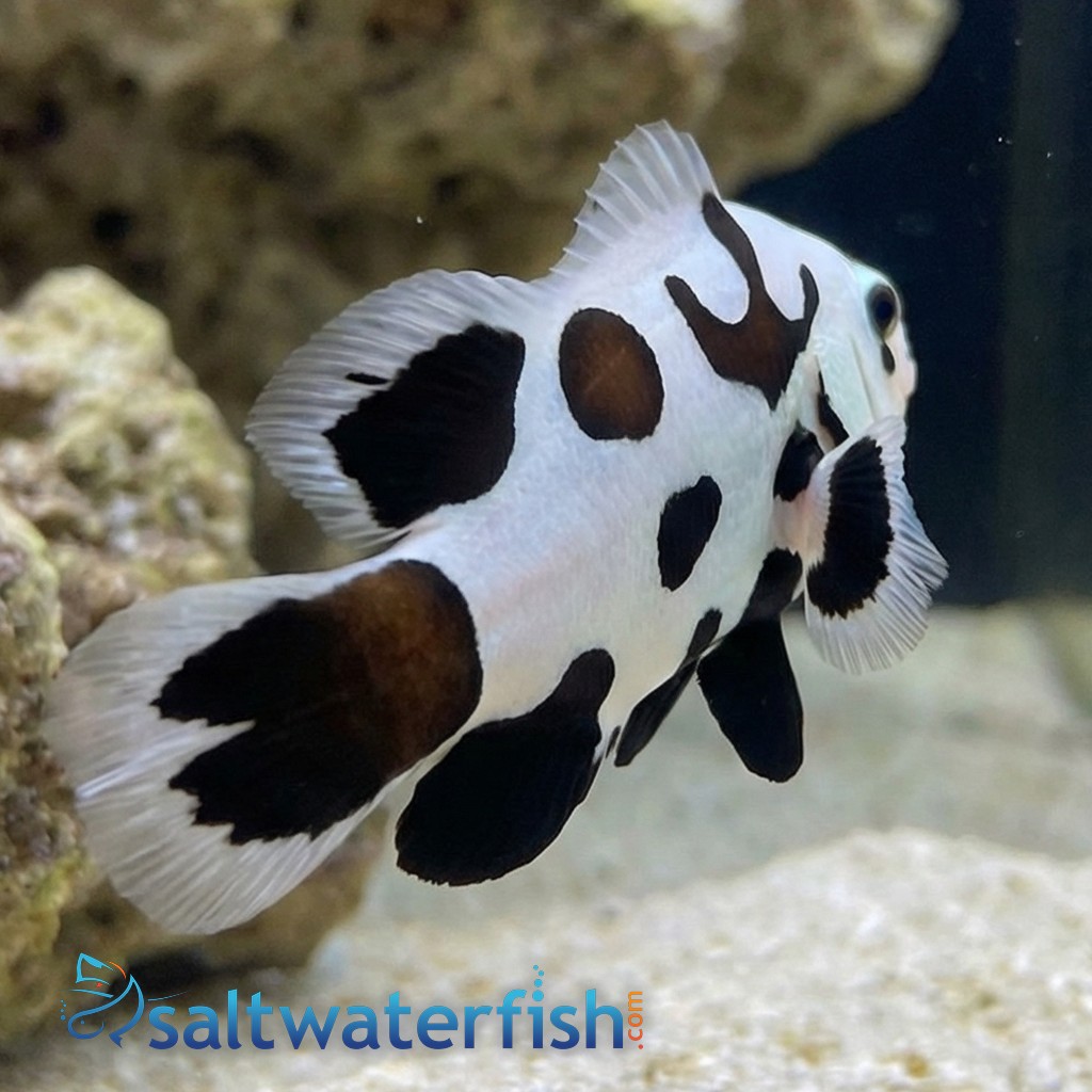 Longfin Black Storm Clownfish - Captive Bred