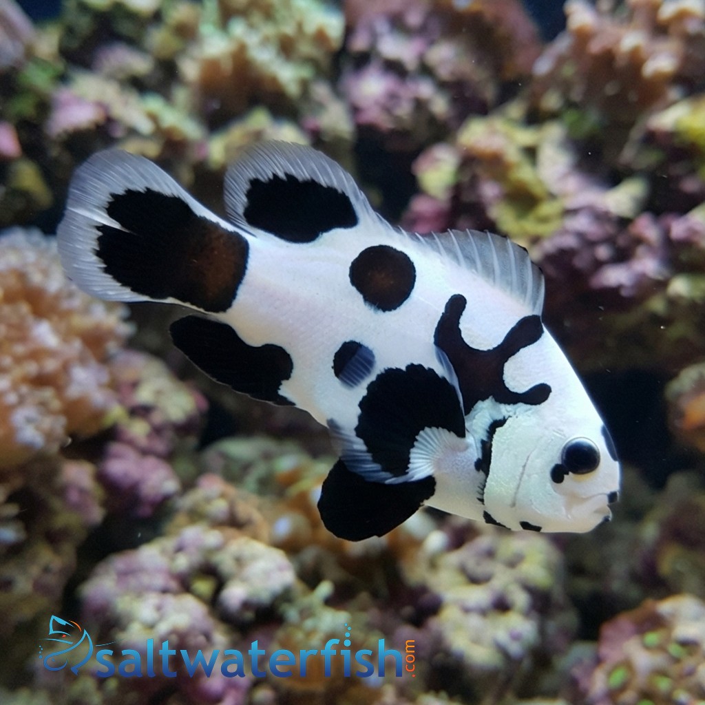 Longfin Black Storm Clownfish - Captive Bred