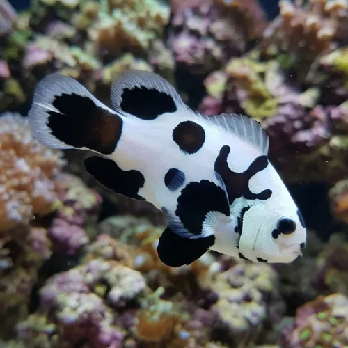 Longfin Black Storm Clownfish - Captive Bred