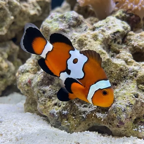 Longfin Photon Clownfish - Captive Bred
