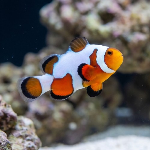 Tangerine Ocellaris Clownfish DaVinci - Captive Bred Grade A