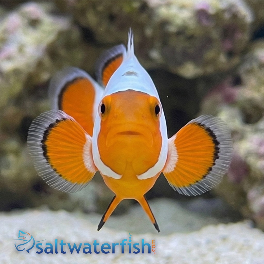 Tangerine Wyoming White Clownfish Captive-Bred