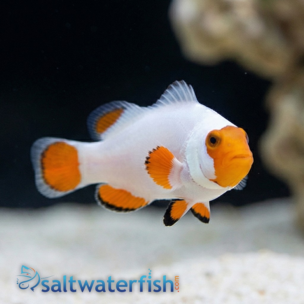 Tangerine Wyoming White Clownfish Captive-Bred