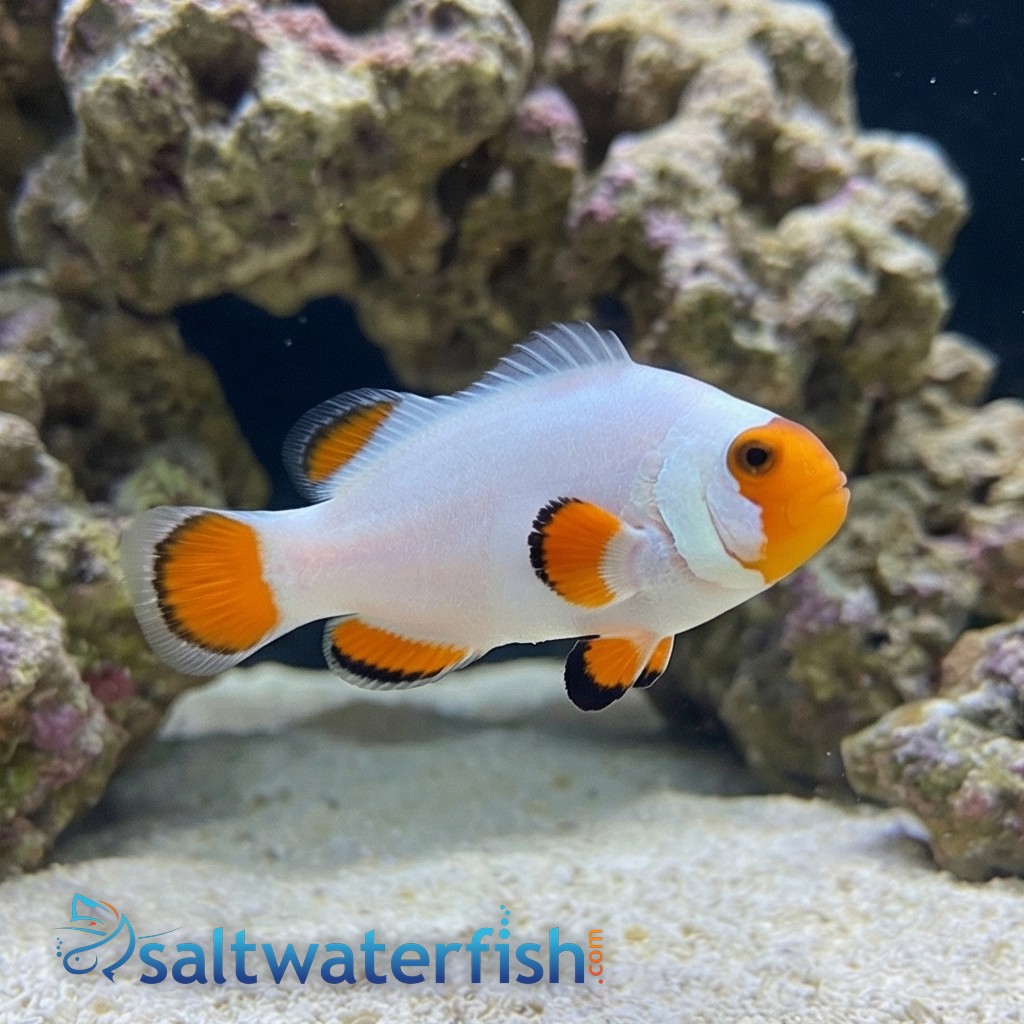 Tangerine Wyoming White Clownfish Captive-Bred