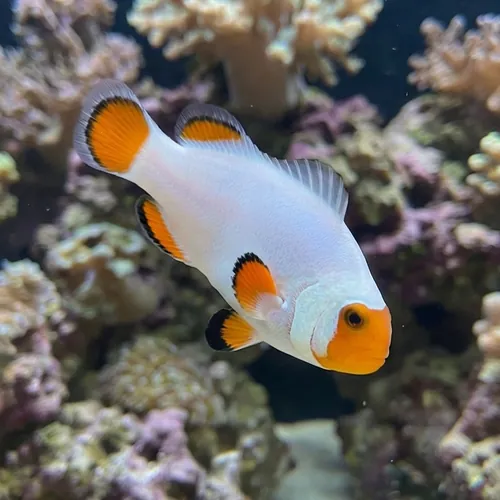 Tangerine Wyoming White Clownfish Captive-Bred