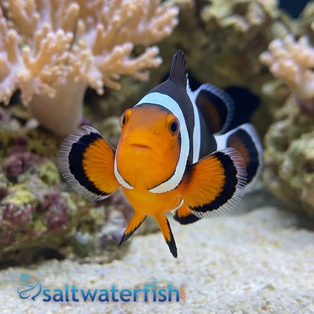 MochaVinci Ocellaris Clownfish: Grade A - Captive Bred