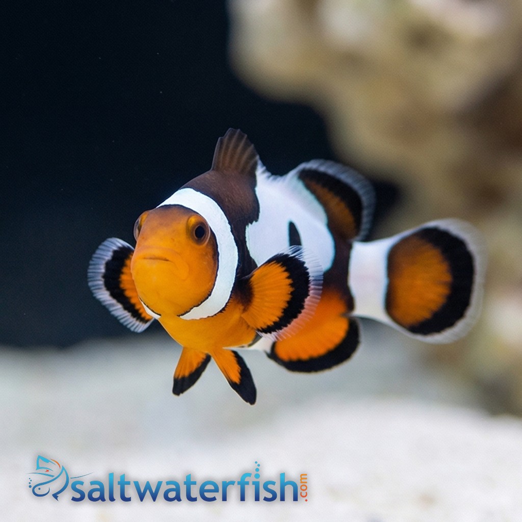 MochaVinci Ocellaris Clownfish: Grade A - Captive Bred