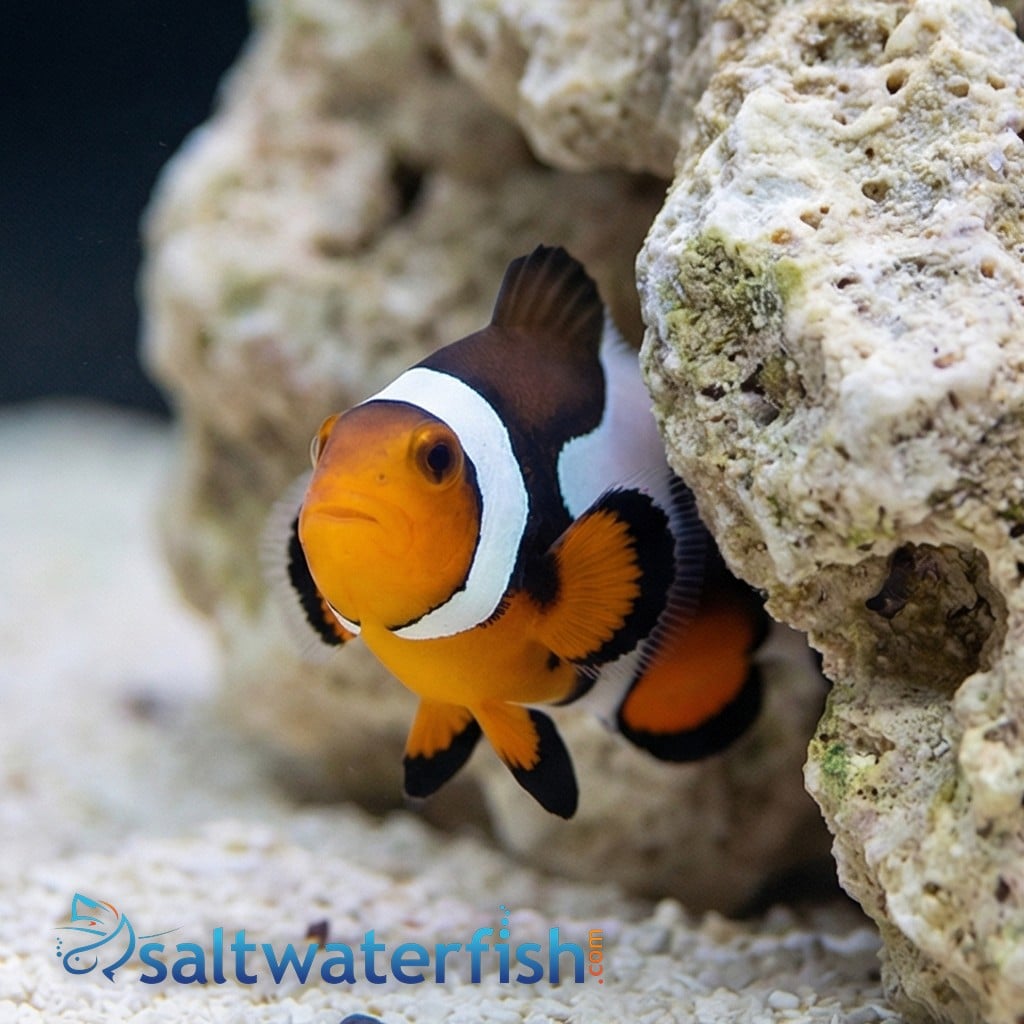 MochaVinci Ocellaris Clownfish: Grade A - Captive Bred