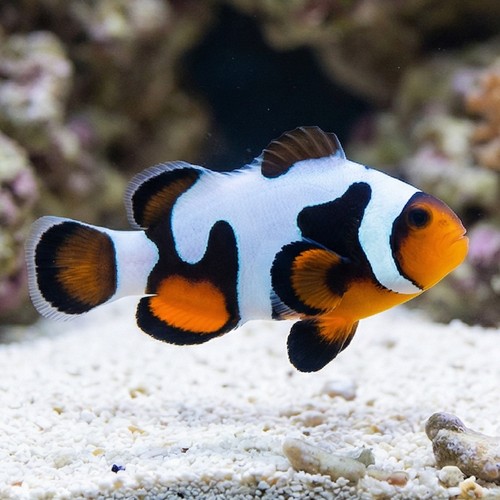 MochaVinci Ocellaris Clownfish: Grade A - Captive Bred