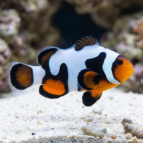 MochaVinci Ocellaris Clownfish: Grade A - Captive Bred