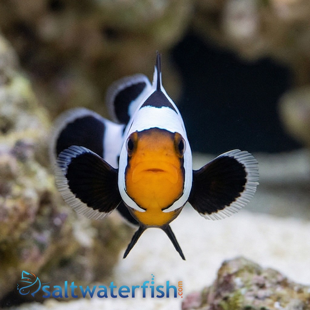 Phantom Clownfish: Premium Grade - Captive Bred