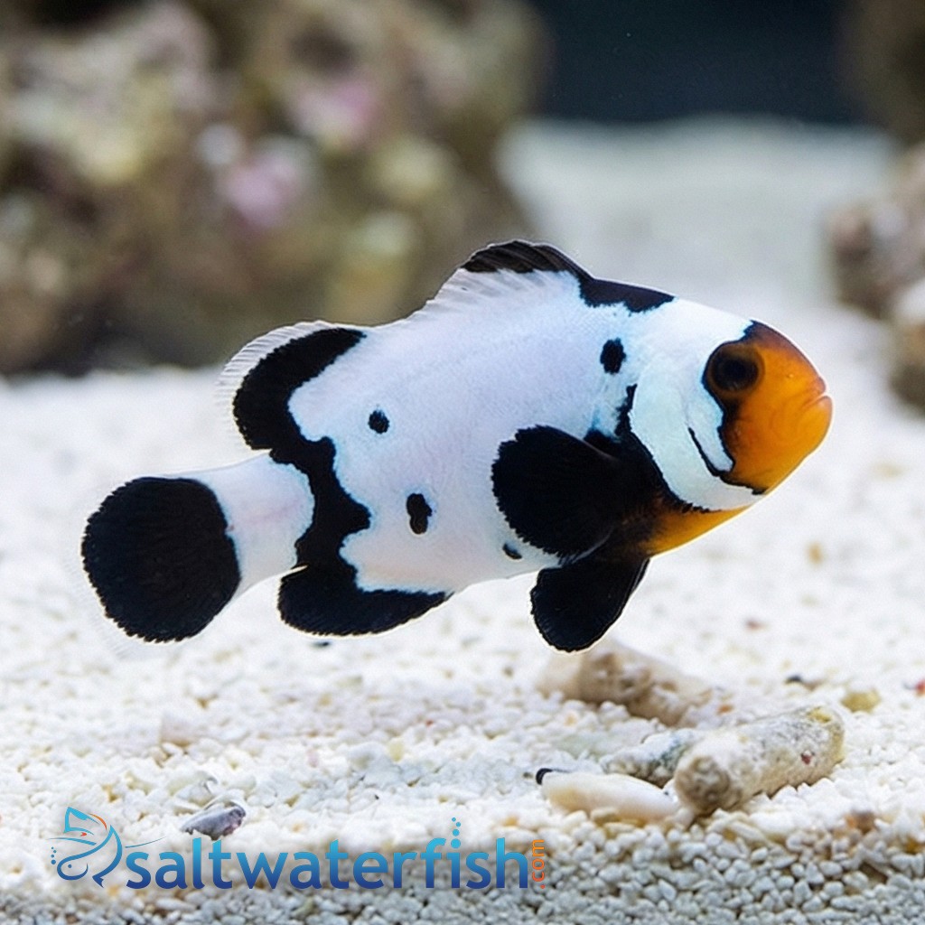 Phantom Clownfish: Premium Grade - Captive Bred
