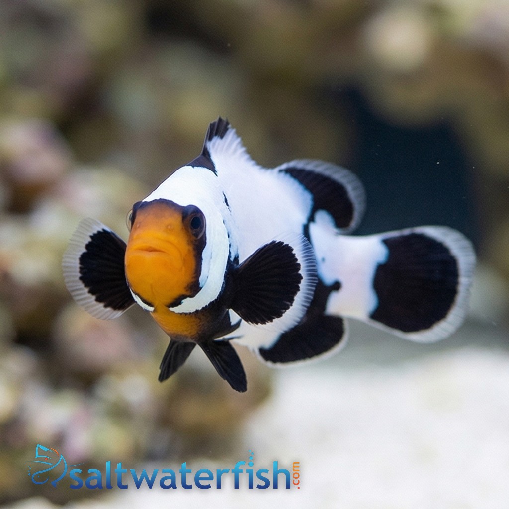 Phantom Clownfish: Premium Grade - Captive Bred