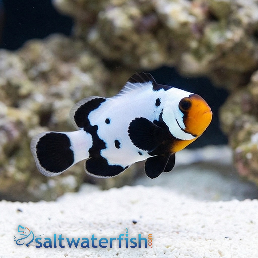 Phantom Clownfish: Premium Grade - Captive Bred
