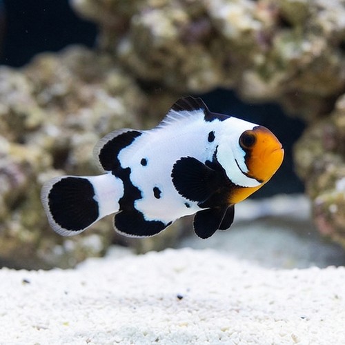 Phantom Clownfish: Premium Grade - Captive Bred